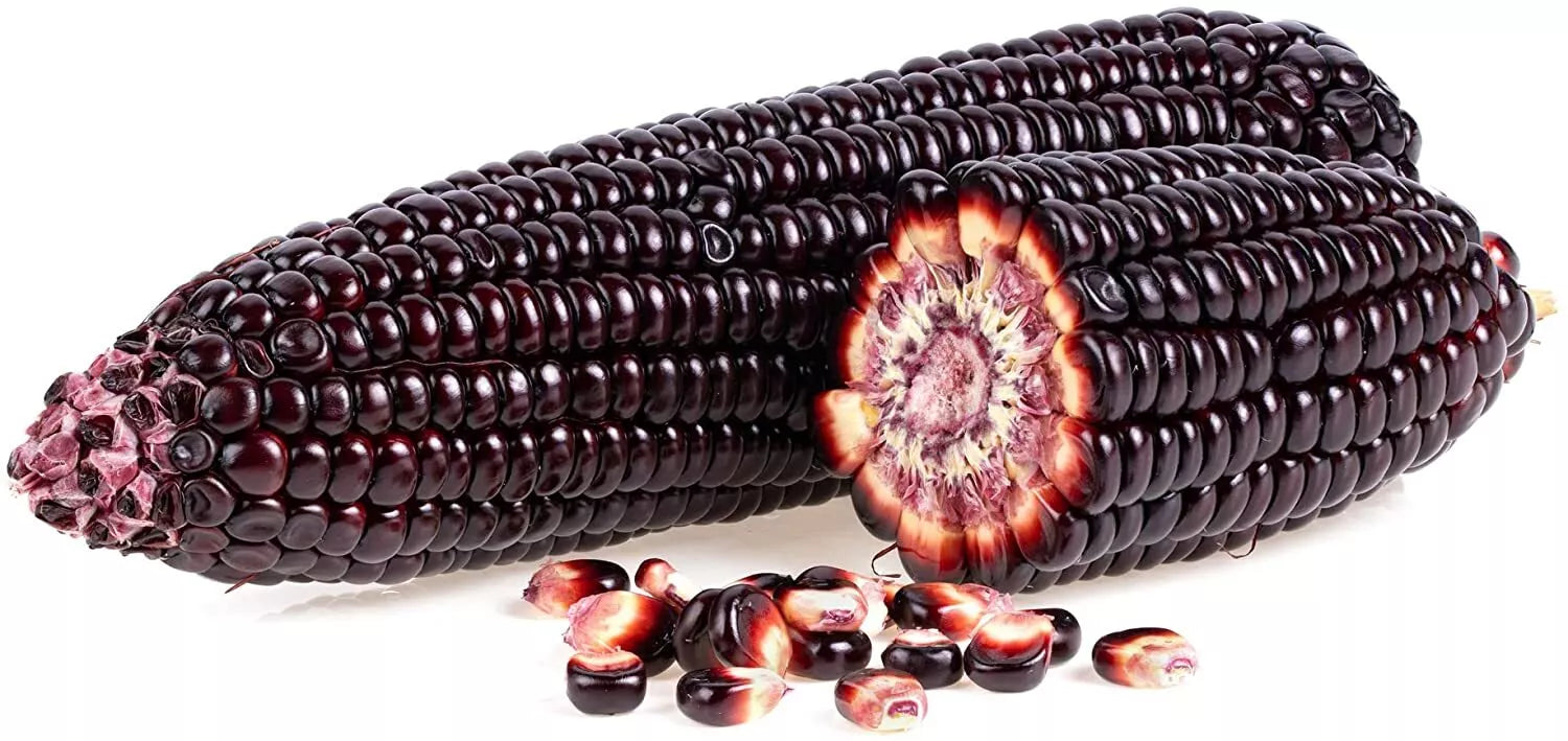 50 Rare Purple Popcorn Seeds - Exotic Edible Corn, Zea mays, Heirloom Variety for Planting