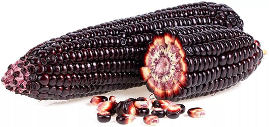 50 Rare Purple Popcorn Seeds - Exotic Edible Corn, Zea mays, Heirloom Variety for Planting