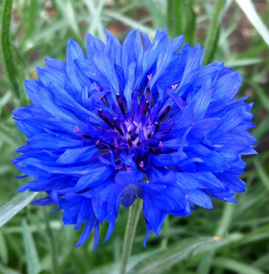 Dwarf Blue Bachelor Button Seeds - 400+ Cornflower Flower Garden - Centaurea Cyanus