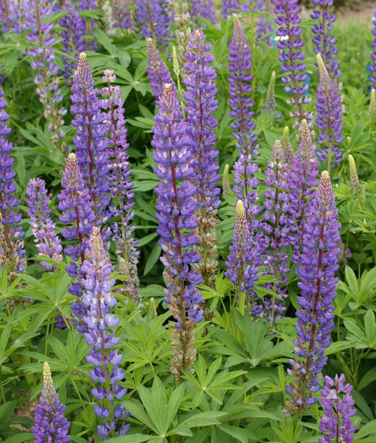 Lupine Seeds 50+ Perennial Flower, Deer Resistant, USA, Free Shipping, Lupinus perennis