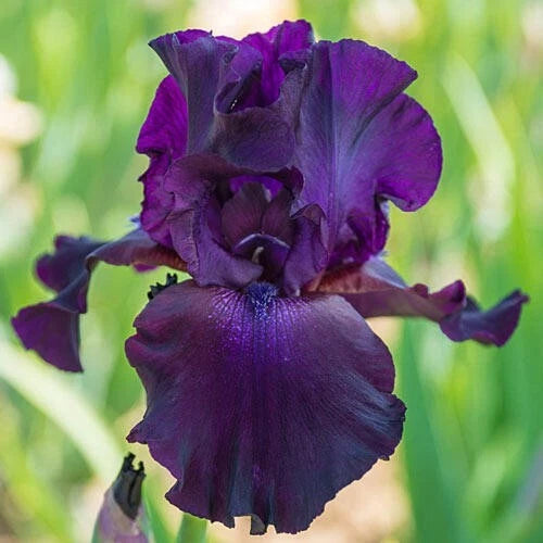 Bearded Iris Rhizome Deep Purple Black 'Superstition' Iris germanica Award-Winning Flower Bulb 35" Tall