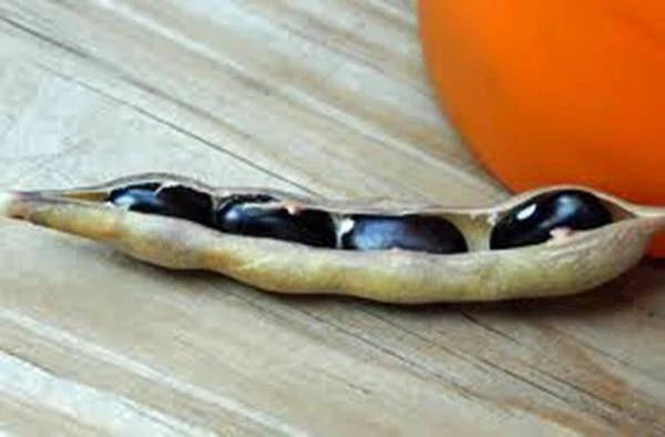 Black Valentine Bean Seeds - Heirloom Non-GMO, 50+ Seeds, Organic Vegetable Gardening, Phaseolus vulgaris