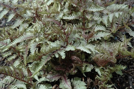 Japanese Painted Fern Well Rooted Plant 5.25" - Athyrium niponicum 'Red Beauty' - Hardy Perennial in Decorative Foliage