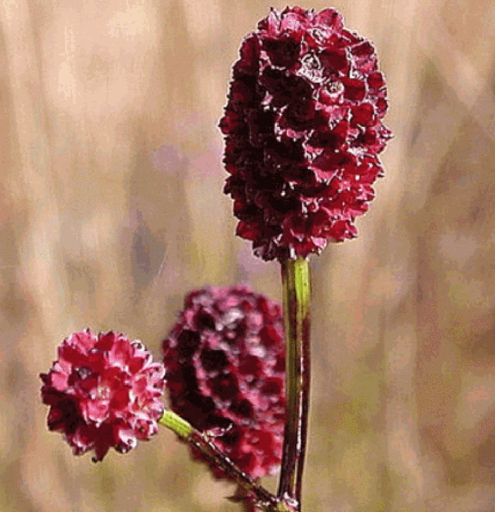 Bulk Seeds Great Burnet Herb, Edible Wildflower with Red Blooms, Sanguisorba