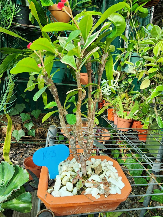 Bonsai Crown of Thorns Variegated Live Plant, Well Rooted, Euphorbia milii