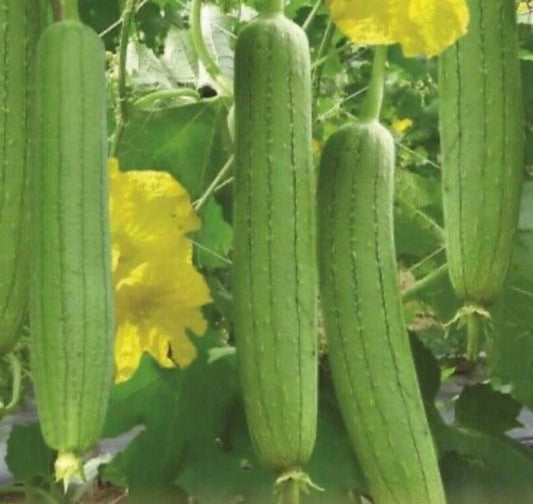 10+ Seeds Vegetable Sponge Luffa Gourd Non-GMO - Ideal for Natural Cleaning and Gardening (Luffa aegyptiaca)