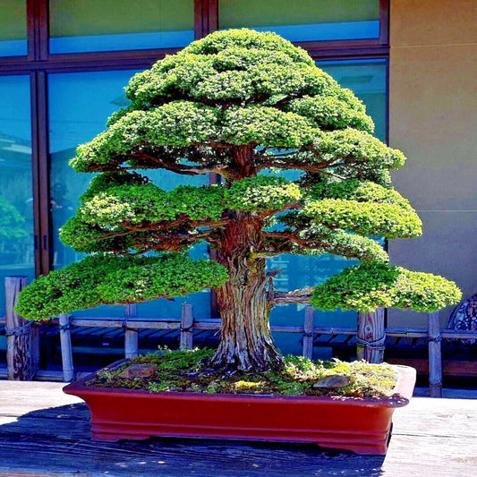Japanese Red Cedar Tree Seeds, Sugi Evergreen, Cryptomeria japonica, Ideal for Bonsai Cultivation