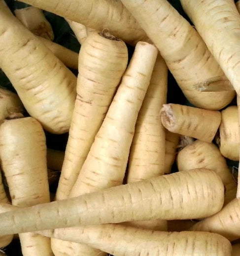 All American Parsnip Seeds - Non-GMO Sweet Tender Root Vegetable - 100 Seeds - Pastinaca sativa