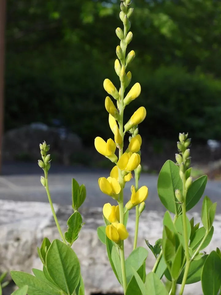 Baptisia Screaming Yellow Seeds - 10 Fresh Butterfly-Attracting Seeds - Perennial Wild Indigo (Baptisia tinctoria)