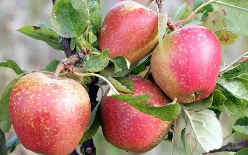 Adams's Pearmain Apple Seeds - 25+ Organic Seeds for Garden Planting - Malus domestica - USA