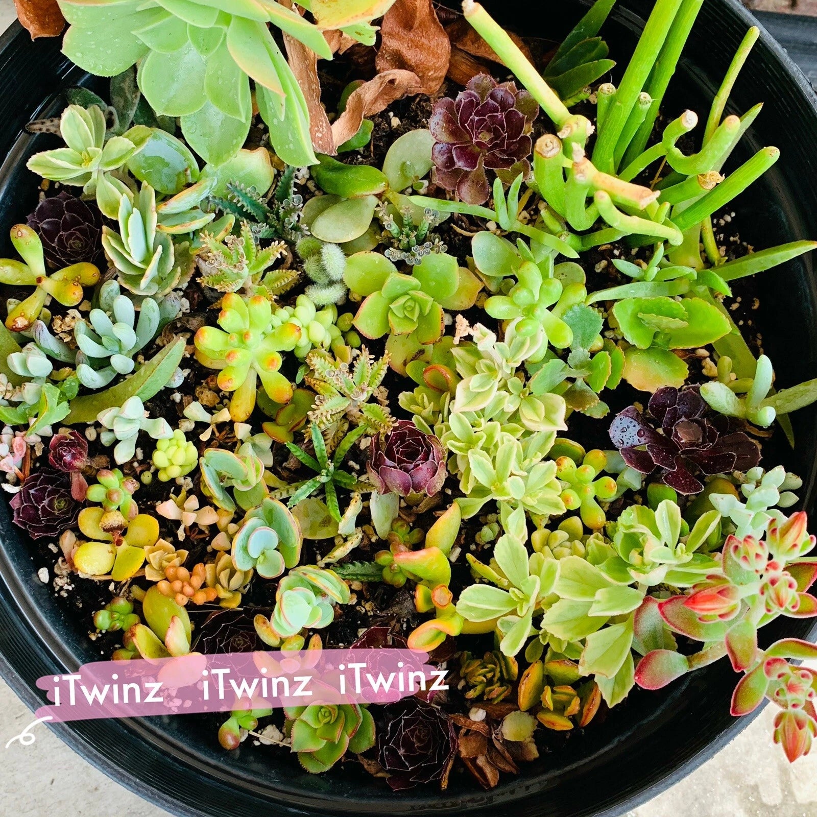 Assorted Succulent Cuttings 2" Green Live Plants Gift for Mother's Day - Cactus Varieties