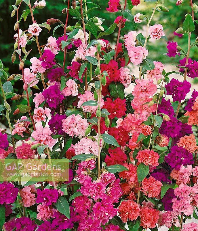 1500 Seeds Mountain Garland Clarkia Mix - GroCo - Colorful Annual Wildflower Seeds for Gardens and Landscapes
