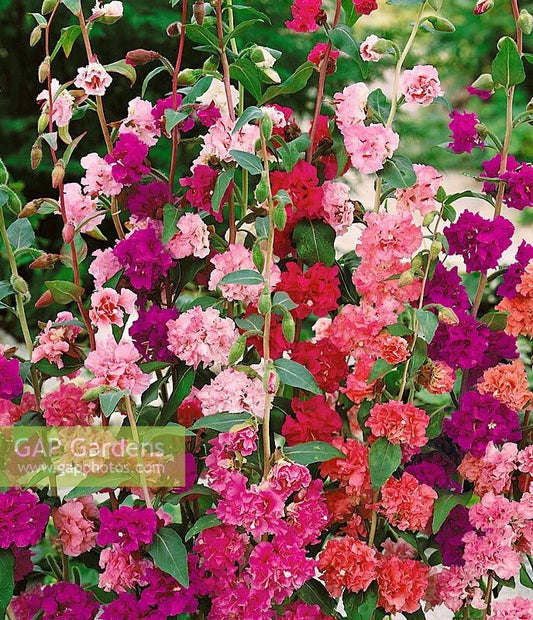 1500 Seeds Mountain Garland Clarkia Mix - GroCo - Colorful Annual Wildflower Seeds for Gardens and Landscapes