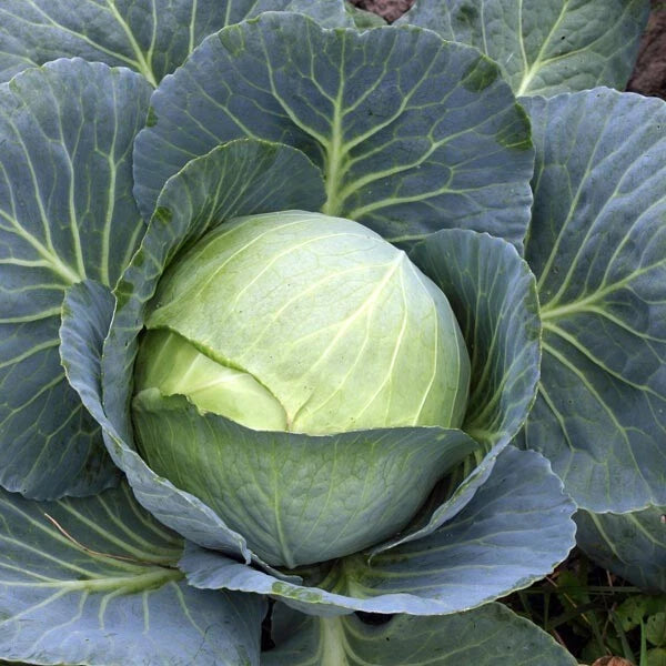 Cabbage Seeds - Stonehead Variety - Fresh Organic Cabbage Seeds - Brassica oleracea