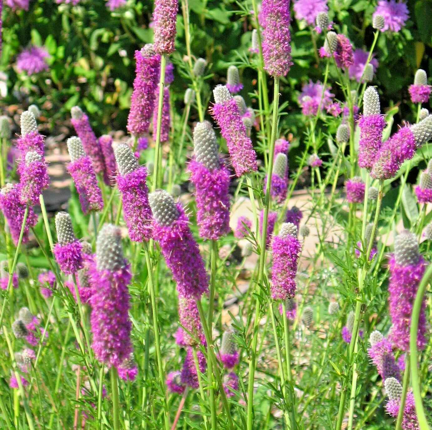 Purple Prairie Clover Seeds - 501+ Wildflower, Drought & Heat Tolerant, Nitrogen Fixing (Dalea purpurea)