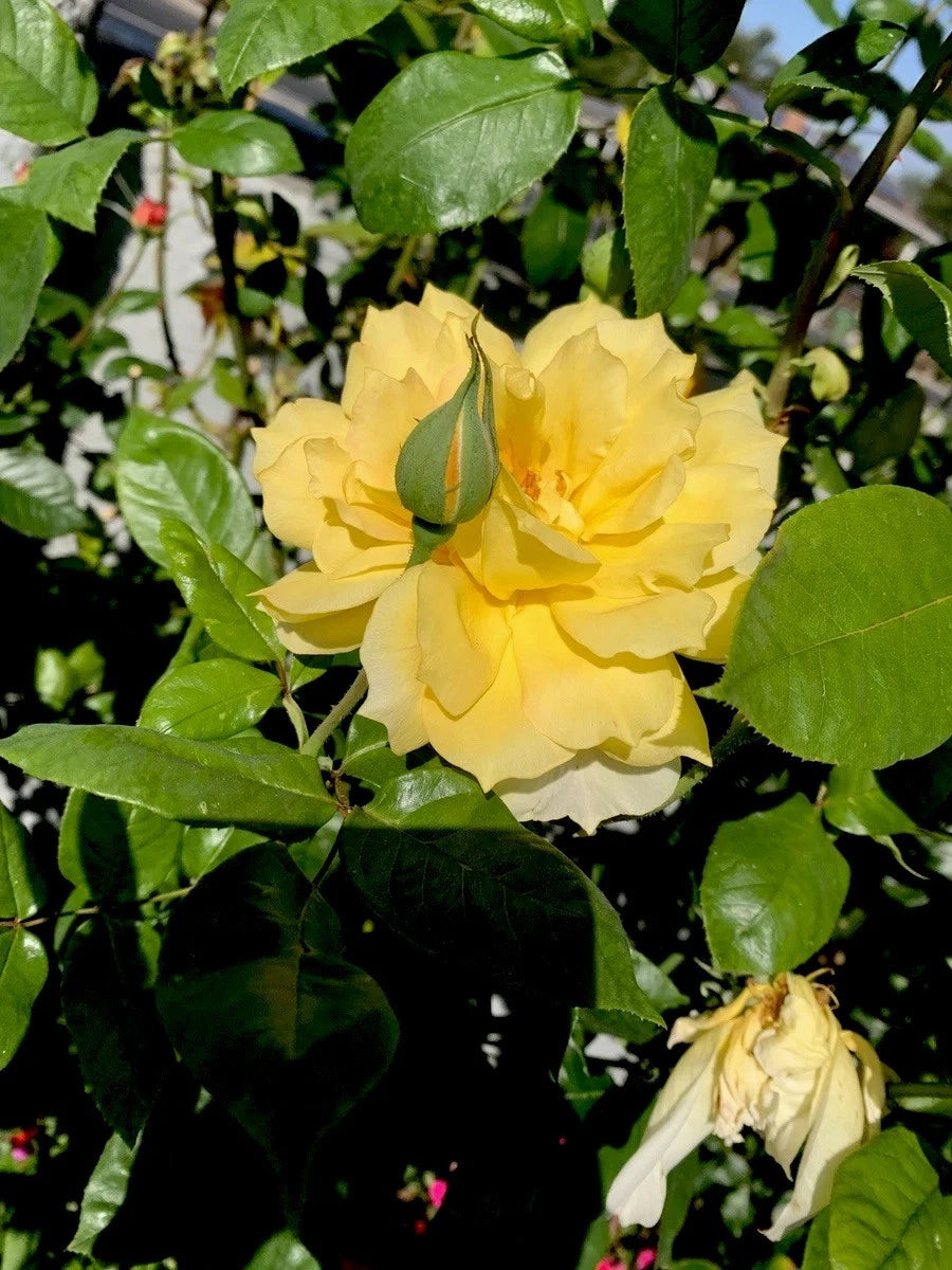 5 Cuttings of Bright Yellow Fragrant Rose, 6 Inch Logs, No Roots, Rosa spp.