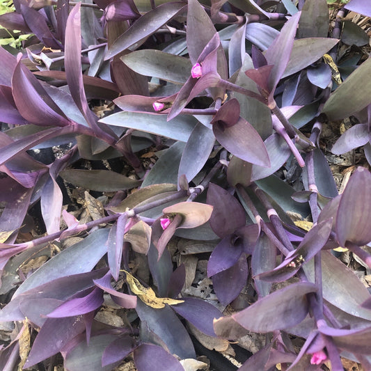 6 Purple Heart Wandering Jew Cuttings - Tradescantia Pallida Purpurea, No Roots, Indoor Plant Propagation Supplies