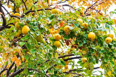 Dwarf Quince Fruit Seeds Indoor Outdoor Container Gardening Fruit Tree Growing 20 Seeds
