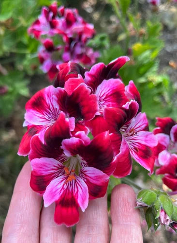 Pelargonium Fancy Regal Geranium 6" Live Plant Cutting Pink Burgundy Stripe