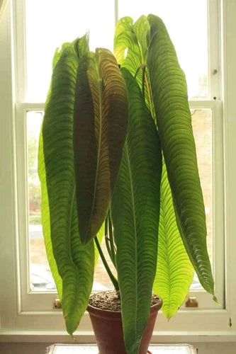 Anthurium veitchii Starter Plant - King Veitchii - Live Well Rooted - Perfect for Indoor Gardening - Healthy & Well Established