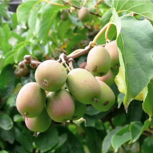 Dormant Kiwi Plant - Female Anna Variety - Actinidia arguta 'Anna' - Live Starter Plant for Zones 4-9 - Non-Pesticide Grown