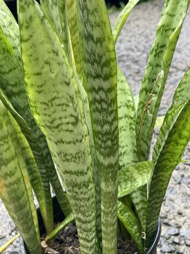 3 Rooted Snake Plants Value Pack | Sansevieria Zeylanica | Air Purifying | Hawaiian Volcanic Soil | Triple Plant Set