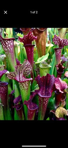 Sarracenia Bare Root Rhizomes - Carnivorous Plants - Variety Mix - Sarracenia spp.