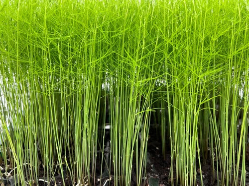 9-Pack Mary Washington Asparagus Plant Plugs - Heirloom Perennial Vegetable (Asparagus officinalis) - Free Shipping