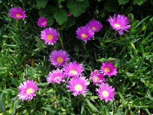 Ice Plant Cuttings 20pcs 4-7" Purple Pink Ground Cover Succulent Delosperma
