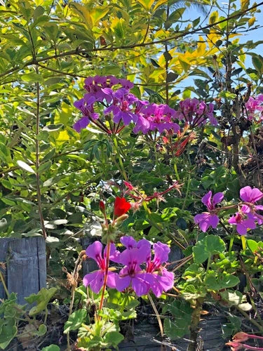 Purple Pelargonium Peltatum Trailing Ivy Geranium Live Plant 6" Cutting
