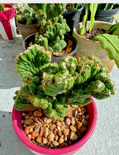 Cereus Peruvianus Repandus Monstrose Rooted Plant in Pot - Unique Cactus Variety for Indoor or Outdoor Decor