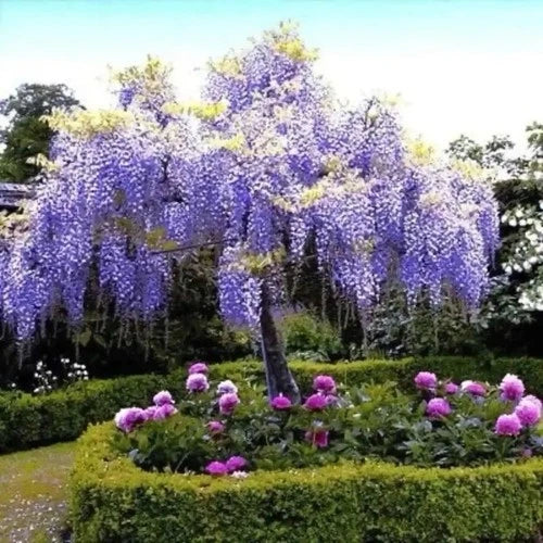 Chinese Blue Wisteria Tree 2ft Tall, Flowering Accent Tree, Wisteria sinensis, Beautiful Landscape Plant