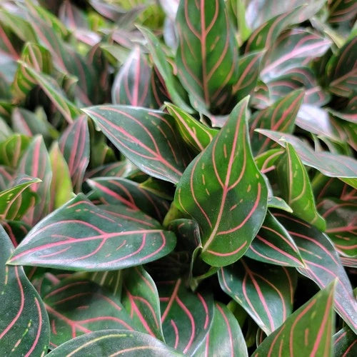 Aglaonema ‘Tiger’ Live Plant in 3” Pot | Rare Air Purifier Houseplant | Easy Care Tropical Foliage | Aglaonema ‘Tiger’