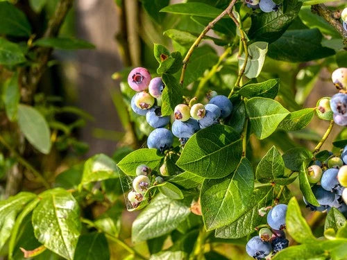 Sunshine Blue Blueberry Plant - Pint Pot - Vaccinium - Self-Pollinating, Evergreen, High Yield, Ideal for Containers
