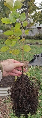American Hazelnut Seedlings - One Year Old Native Hazelnut - Corylus Americana - Healthy Air Pruned Roots for Easy Transplanting