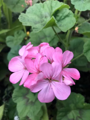Bubblegum Pink Pelargonium Zonal Geranium 4x 8" Cuttings Live Plant