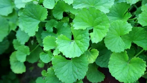 15 Bare Root Indian Pennywort Plants - Centella Asiatica, Gotu Kola, Edible Herb for Garden, Drought-Resistant, USDA Zones 9-10