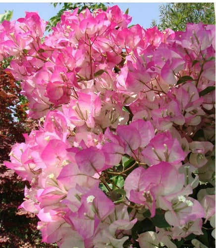 Cherry Blossom Bougainvillea Starter Plant - Small Rooted Tropical Beauty (Bougainvillea spp.) for Home or Garden