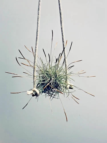 Air Plant Set of 4 - Tillandsia recurvata - Clumping Growth, Easy Care, Indoor/Outdoor, No Soil Required