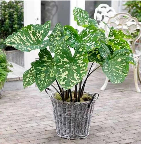 Alocasia Hilo Beauty Elephant Ear Plant - Small Rooted Starter Plant - Variegated Foliage - Indoor Houseplant