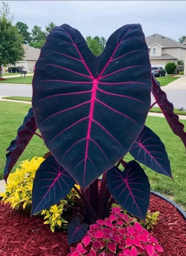 Butterfly Beauty Colocasia esculenta - Small Rooted Starter Plant - Elephant Ear Plant - Tropical Houseplant
