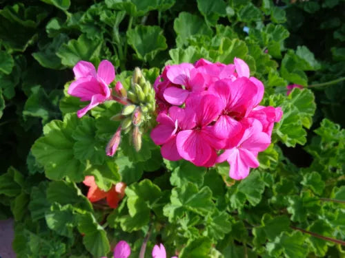 Geranium Cuttings 10x6" Hardy Fragrant Pink Flowers Pelargonium Graveolens