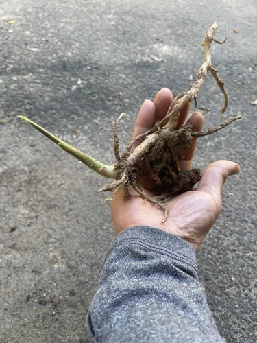 Japanese Myoga Ginger Plant with Root - 01 Alive Plant (Zingiber mioga) - Fresh Culinary Herb for Gardens