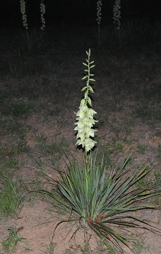 Bare Root Live Plant - 15-Inch Adam's Needle Yucca - Hardy Succulent - Yucca filamentosa - Drought-Tolerant Perennial