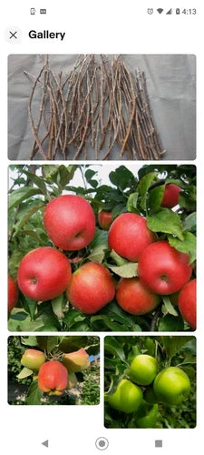 Apple Tree Cuttings 6+1 Free Organic Scions Mixed Varieties (Pink Lady, Fuji, Golden) for Grafting – Malus domestica