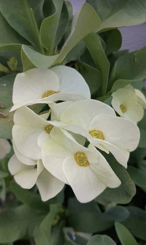 Crown of Thorns Cutting 1 Count White Flower Euphorbia milii No Roots for Planting