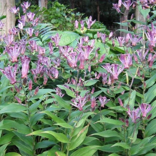 Japanese Toad Lily Starter Plant - Tricyrtis 'Sinonome' - 6-10” Tall - Drought Tolerant - Hardy Zones 5-9