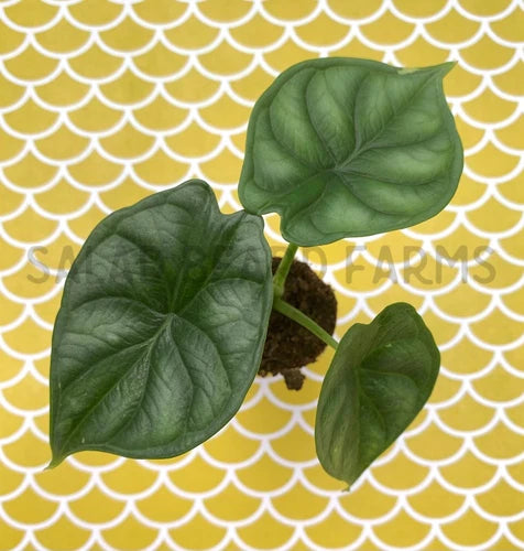 Alocasia 'Dragon Scale' Starter Plant - Rooted Houseplant, Unique Leaf Texture, Alocasia amazonica