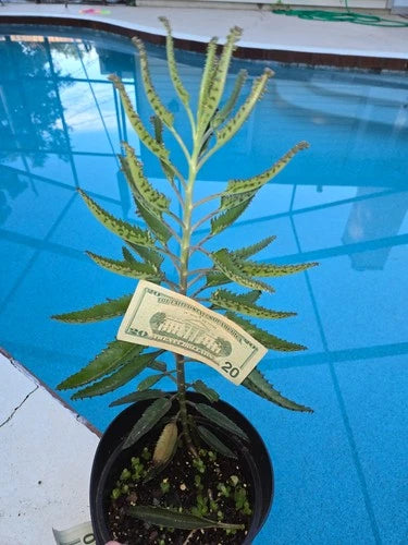 Kalanchoe Mother of Thousands Succulent Giant Live Plant 18-20" Alligator Plant (Kalanchoe daigremontiana)