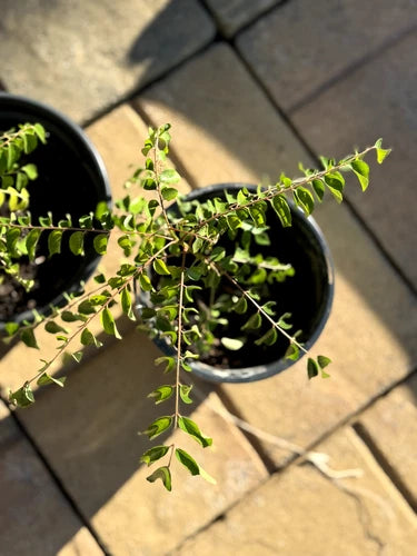 Live Curry Leaf Plant, Bare Rooted, Aromatic Murraya koenigii, 4-6 Inches - Ideal for Culinary Use and Indoor Gardening